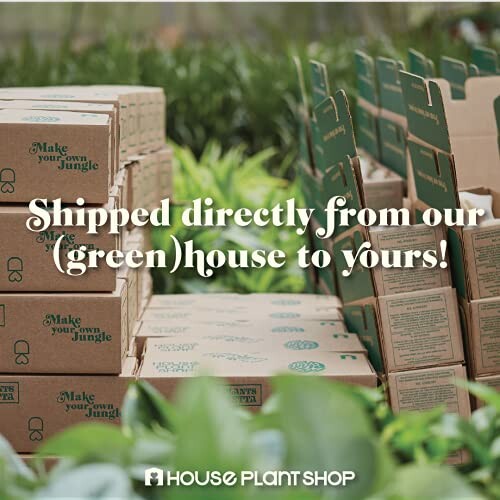 House Plant Shop boxes stacked with greenery in the background.