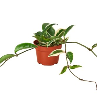 Variegated Hoya Carnosa plant in a small pot.