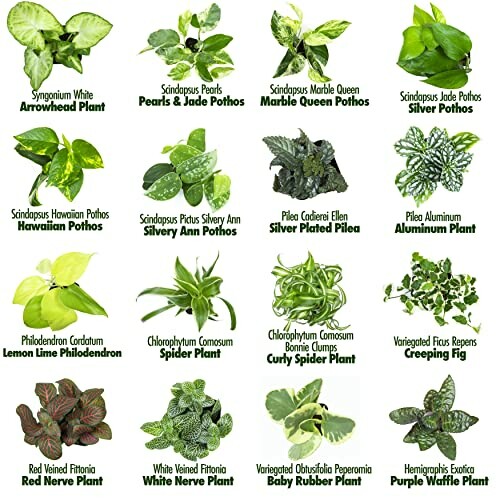 Collage of various indoor houseplants labeled with names.