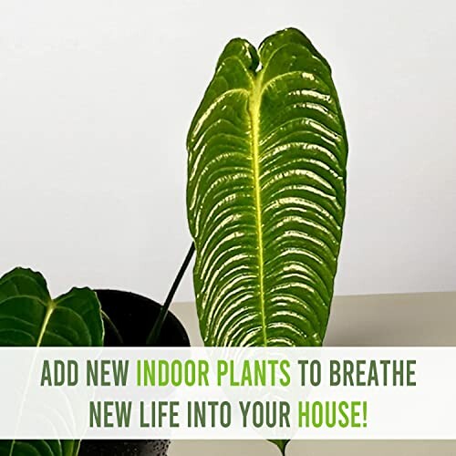 Bright green indoor plant leaf with text encouraging adding indoor plants.