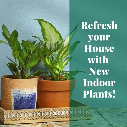 Alocasia House Plant by House Plant Shop