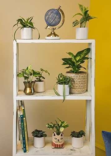 Indoor plants arranged on a white shelf with a small globe.