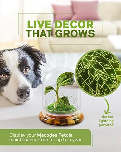 Live decor featuring Macodes Petola plant with dog observing.