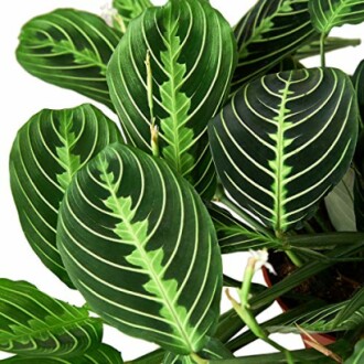 Close-up of Maranta leuconeura plant with patterned green leaves.