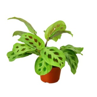 Potted Maranta leuconeura plant with green leaves