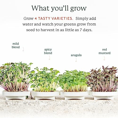 Four microgreens varieties: mild blend, spicy blend, arugula, red mustard.