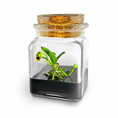 BLOOMIFY Miniature Orchid Terrarium