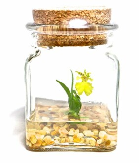 Glass jar with cork lid containing a small yellow flower and pebbles.