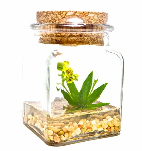 Miniature plant in a glass jar with cork lid and pebbles