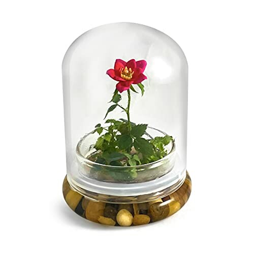 Miniature rose in glass dome with stones