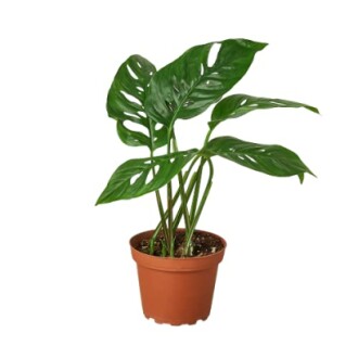 Monstera adansonii plant in a brown pot