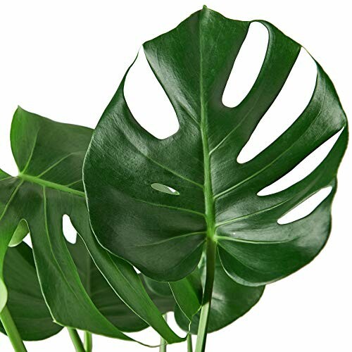 Close-up of green monstera leaves with holes.