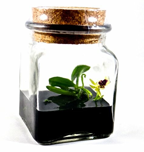 Small orchid plant in a corked glass jar with black base