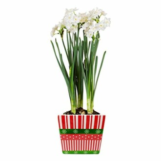 Paperwhite narcissus flowers in a festive pot