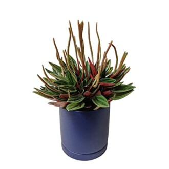 Peperomia Ferreyrae plant in a blue pot