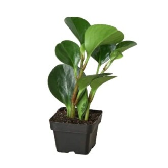 Peperomia plant in a small black pot