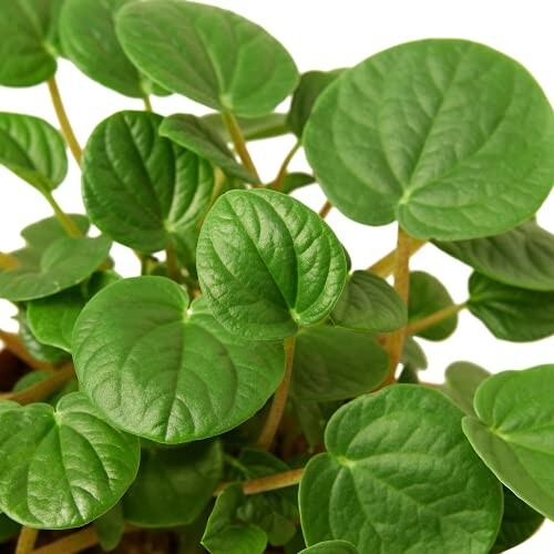 Close-up of green peperomia plant leaves