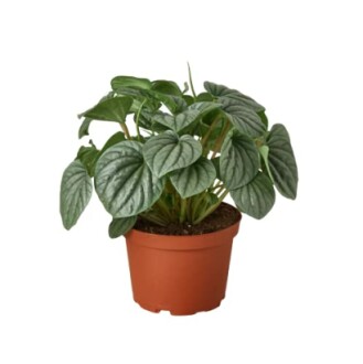 Peperomia plant in a pot