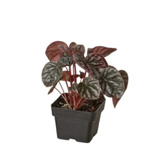 Peperomia Rosso plant in a black pot