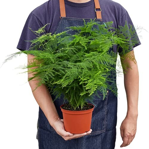 Person holding an asparagus fern in a pot.