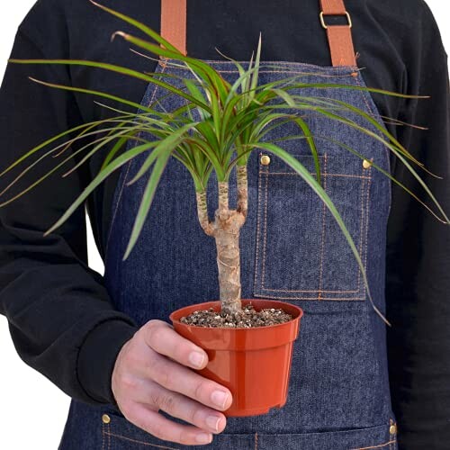 Person holding a potted Dracaena plant