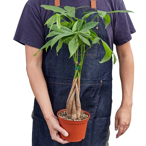 Person holding a money tree plant in a pot.