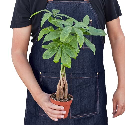 Person holding a small potted money tree plant.