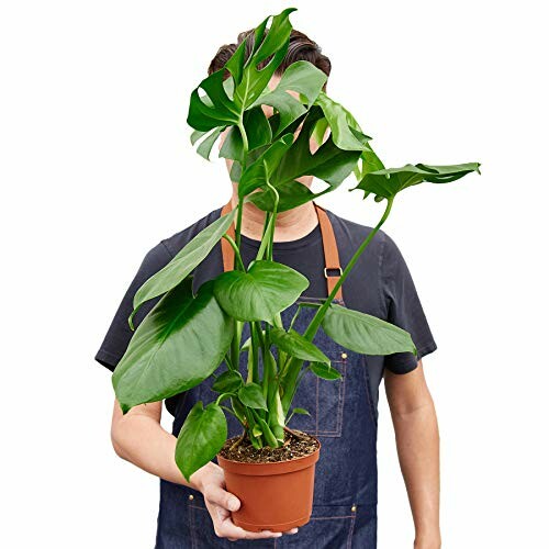 Person holding a potted monstera plant