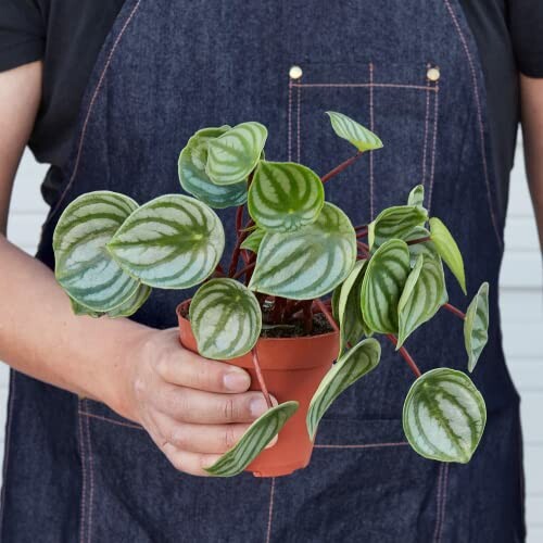 Person holding a Peperomia plant in a pot