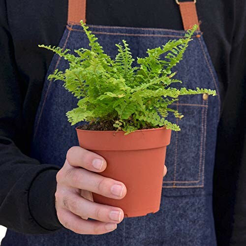 Person holding a small potted fern in a terracotta pot.