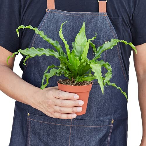 Person in apron holding a potted fern