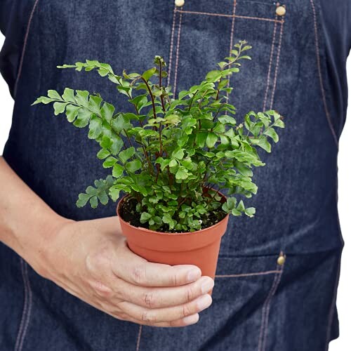 Person holding a small potted fern plant.