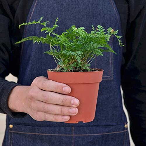 Person holding a small fern plant in a pot