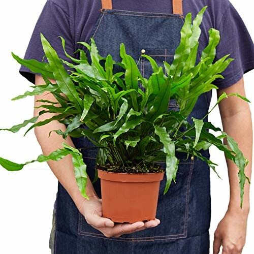 Person holding a potted fern plant