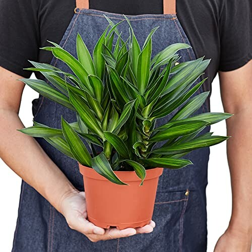 Person holding a potted plant with green leaves