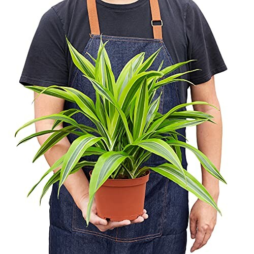 Person in apron holding a potted green plant.