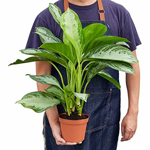 Person holding a potted green plant