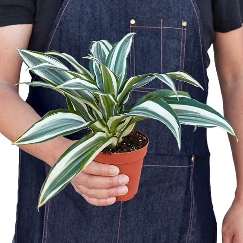 Person holding a potted plant with striped green leaves