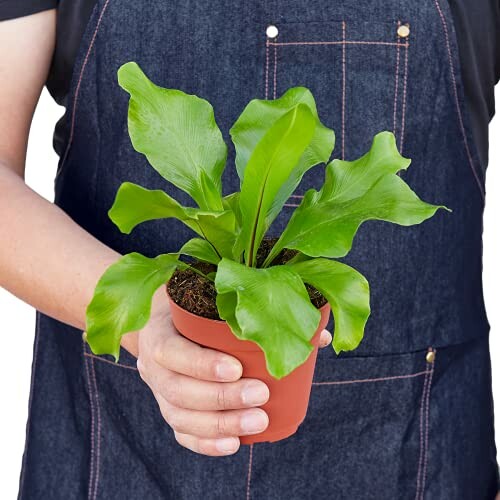 Person holding a potted green plant in a brown pot, wearing a denim apron.