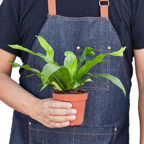 Person holding a small potted plant