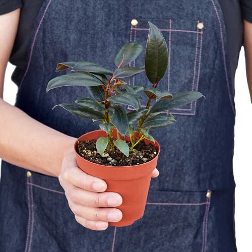 Person holding a small potted plant with dark green leaves