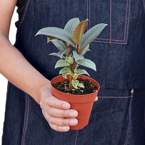 Person holding small potted plant