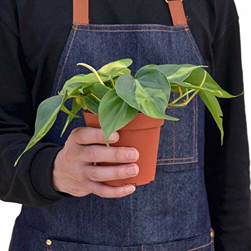 Person holding a potted green plant