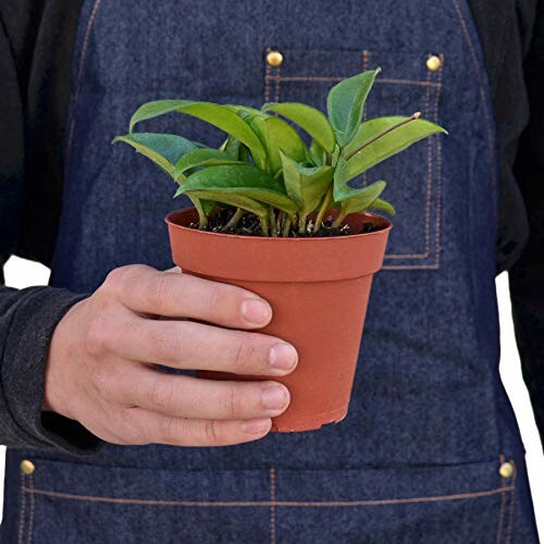 Person holding a small potted plant