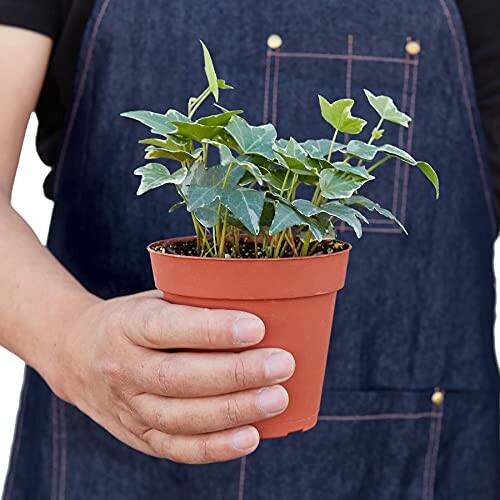 Person holding a small potted plant in a terracotta pot.