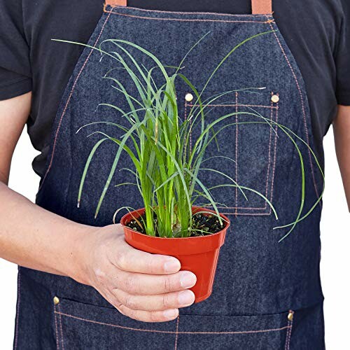 Person wearing an apron holding a small potted plant