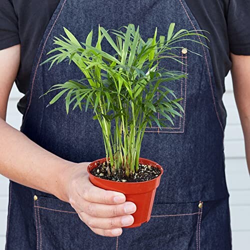 Person holding small potted plant with green leaves