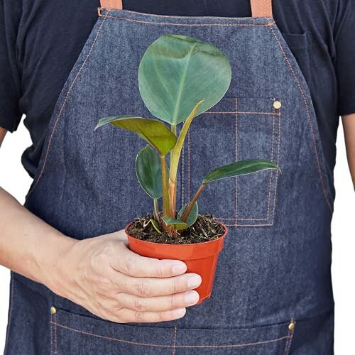 Person holding a small potted plant in front of their apron