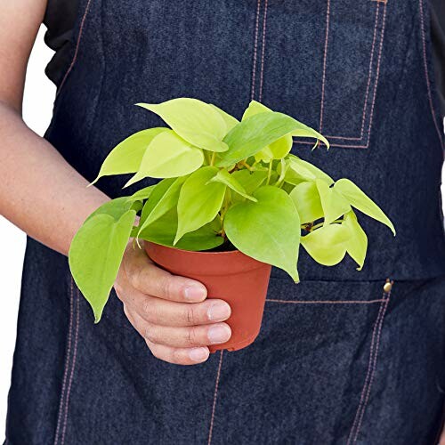 Person holding a small potted plant with green leaves