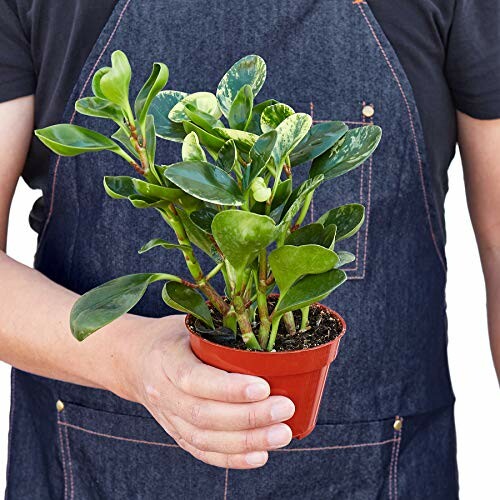 Person holding a potted green plant.